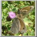 Maniola jurtina - Grosses Ochsenauge 15.jpg